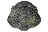 Perfectly Enrolled Drotops Trilobite - About Around #153956-4